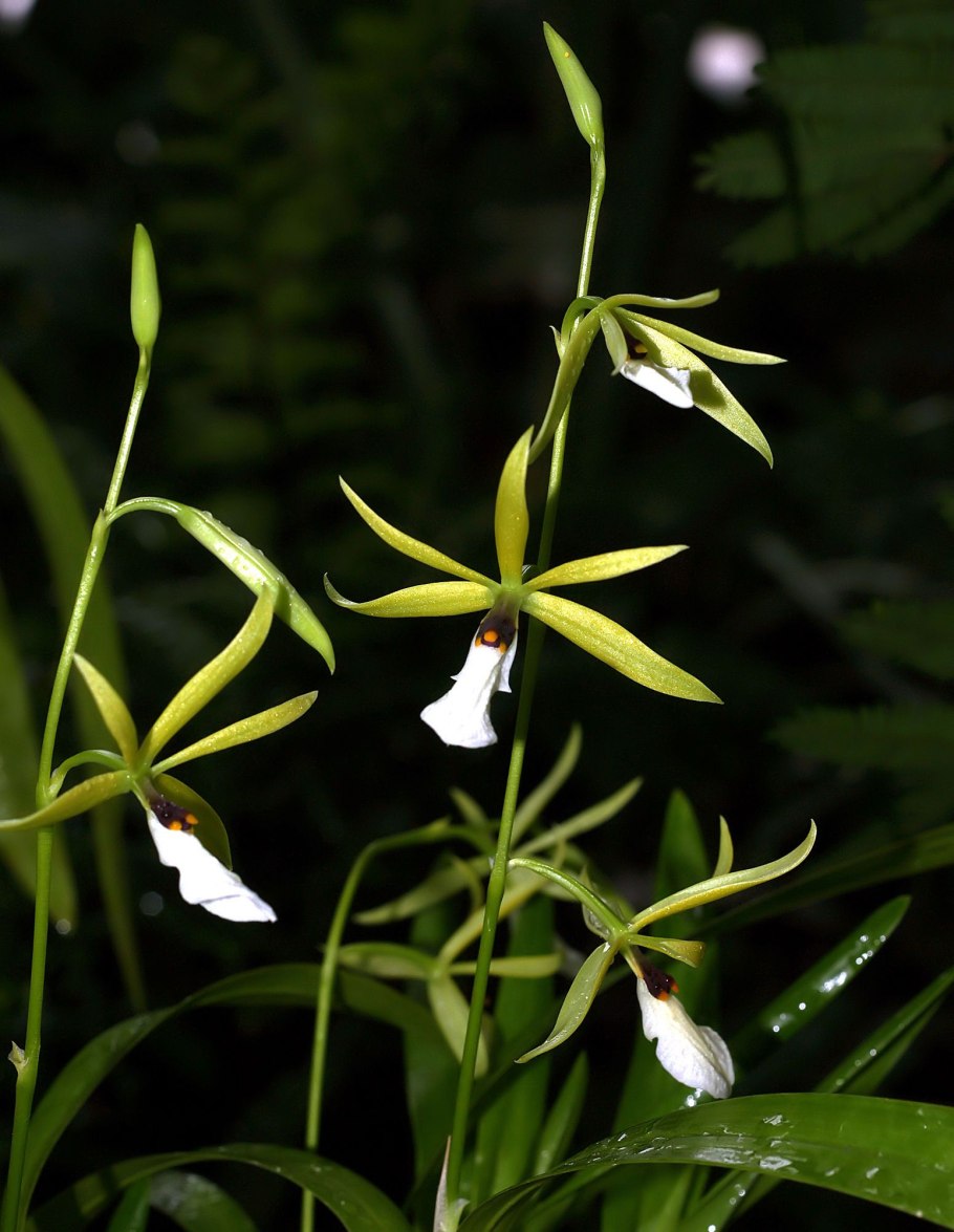 Энциклия Голден Альба