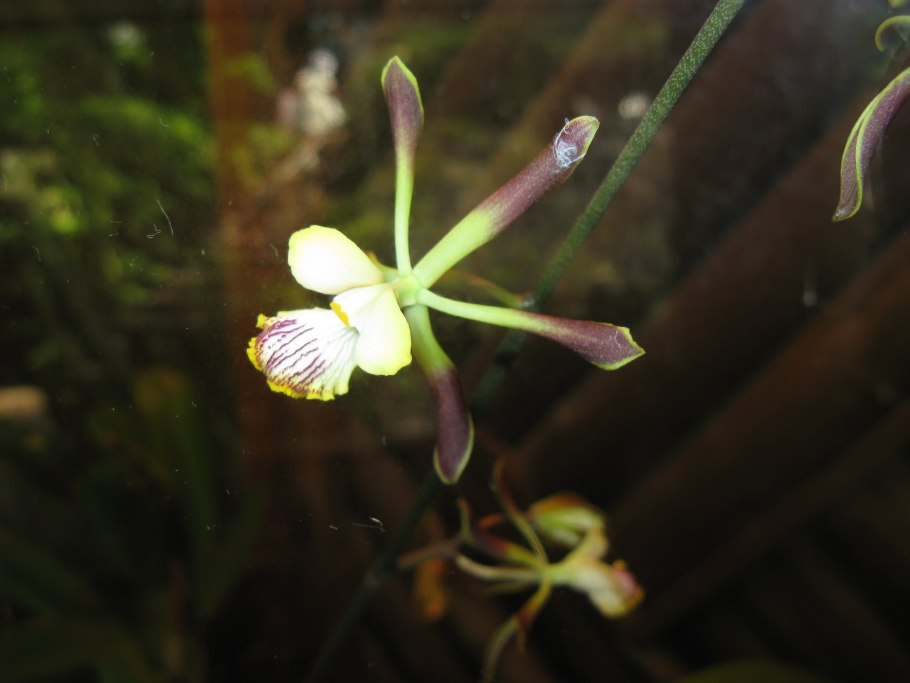 Энциклия кохлеата