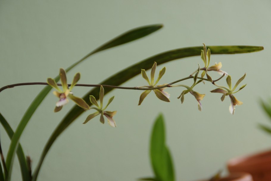 Encyclia (e.) bractescens