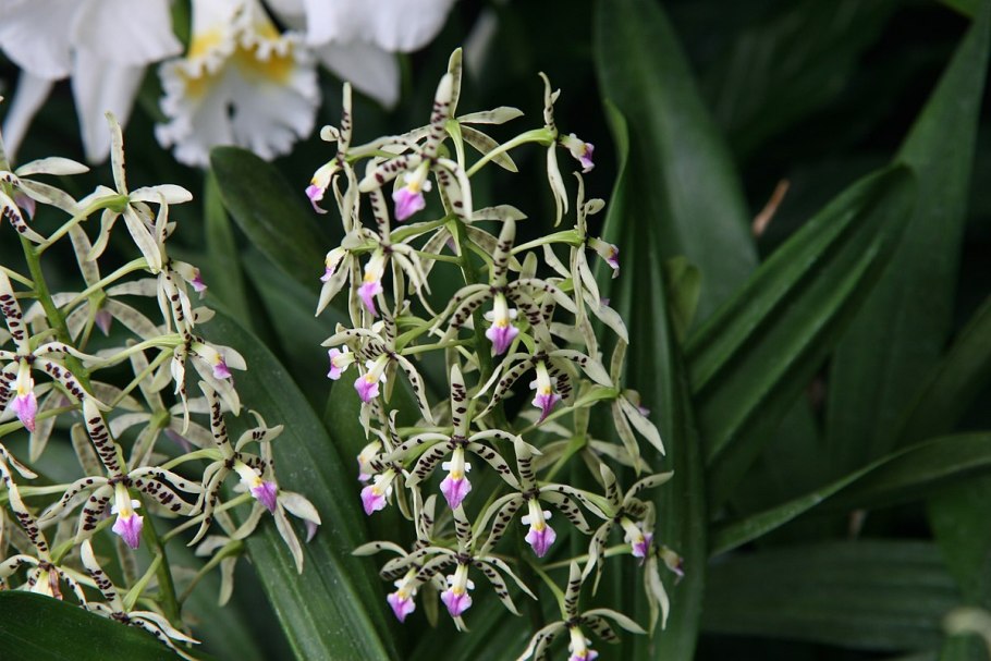 Brassavola nodosa x Encyclia citrina