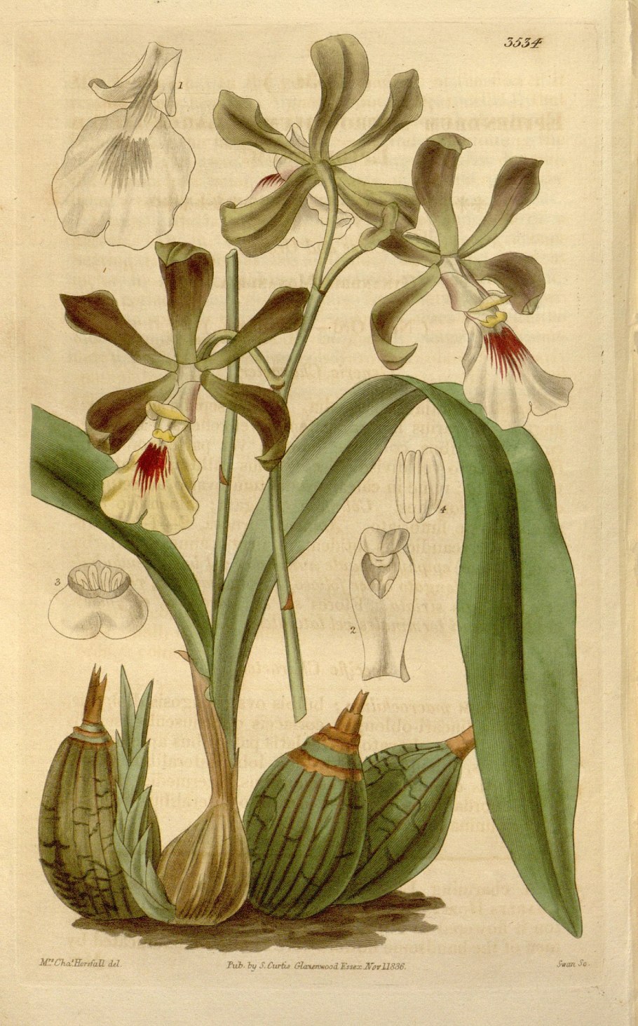 Encyclia dichroma