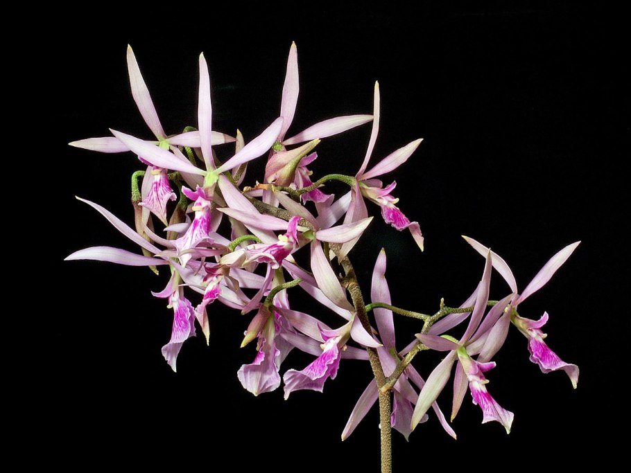 Encyclia Argentinensis