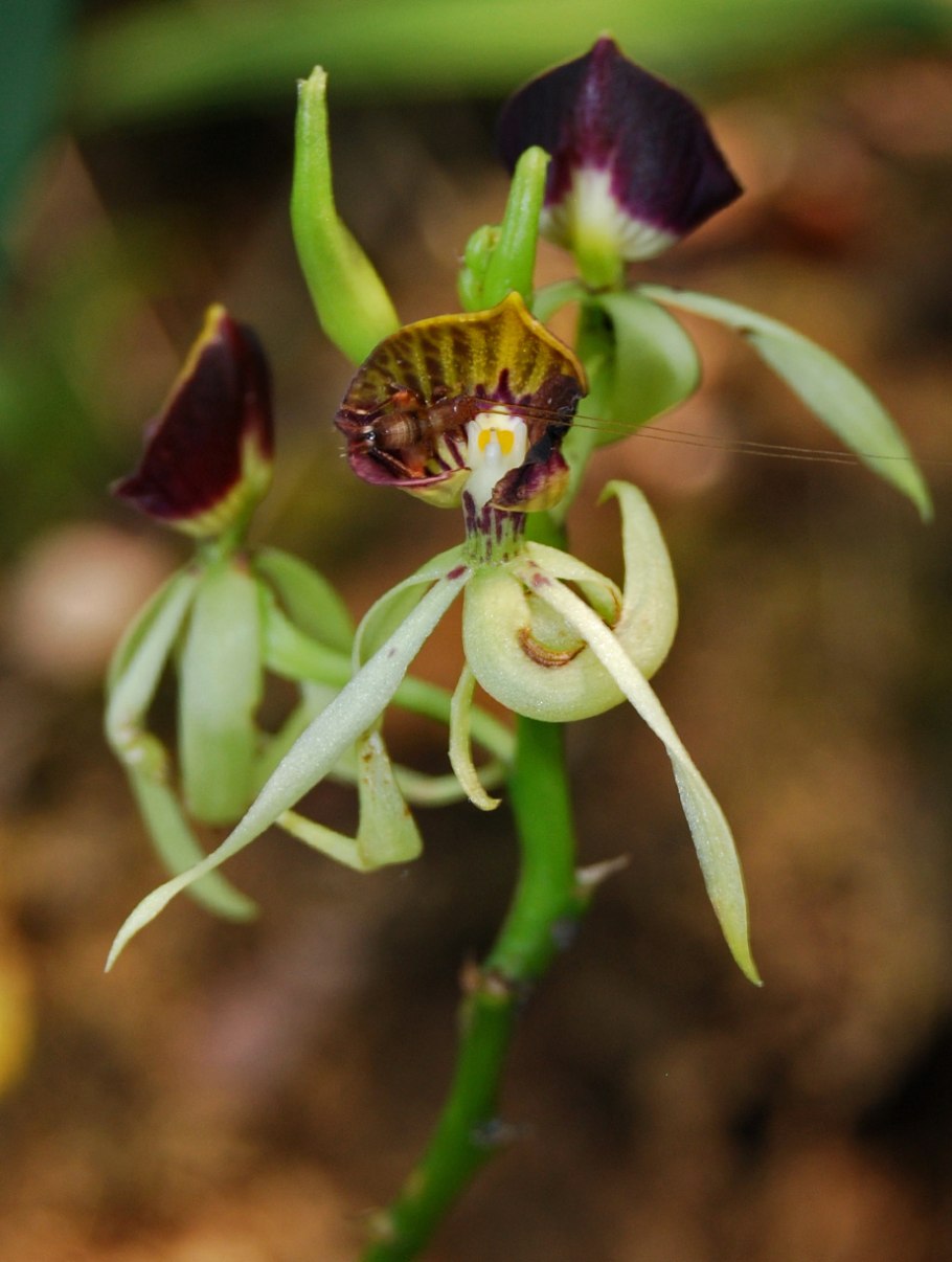 Encyclia cochleata