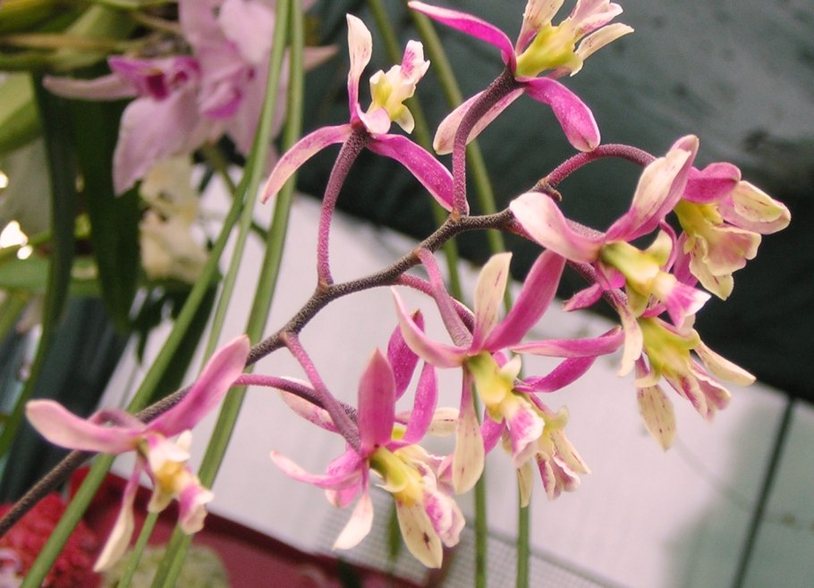 Encyclia chloroleuca
