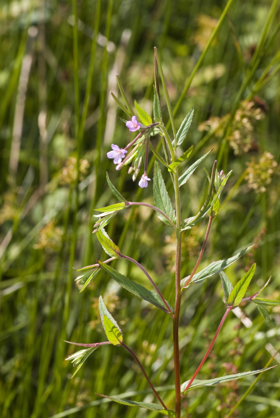 Encyclia Тютчев