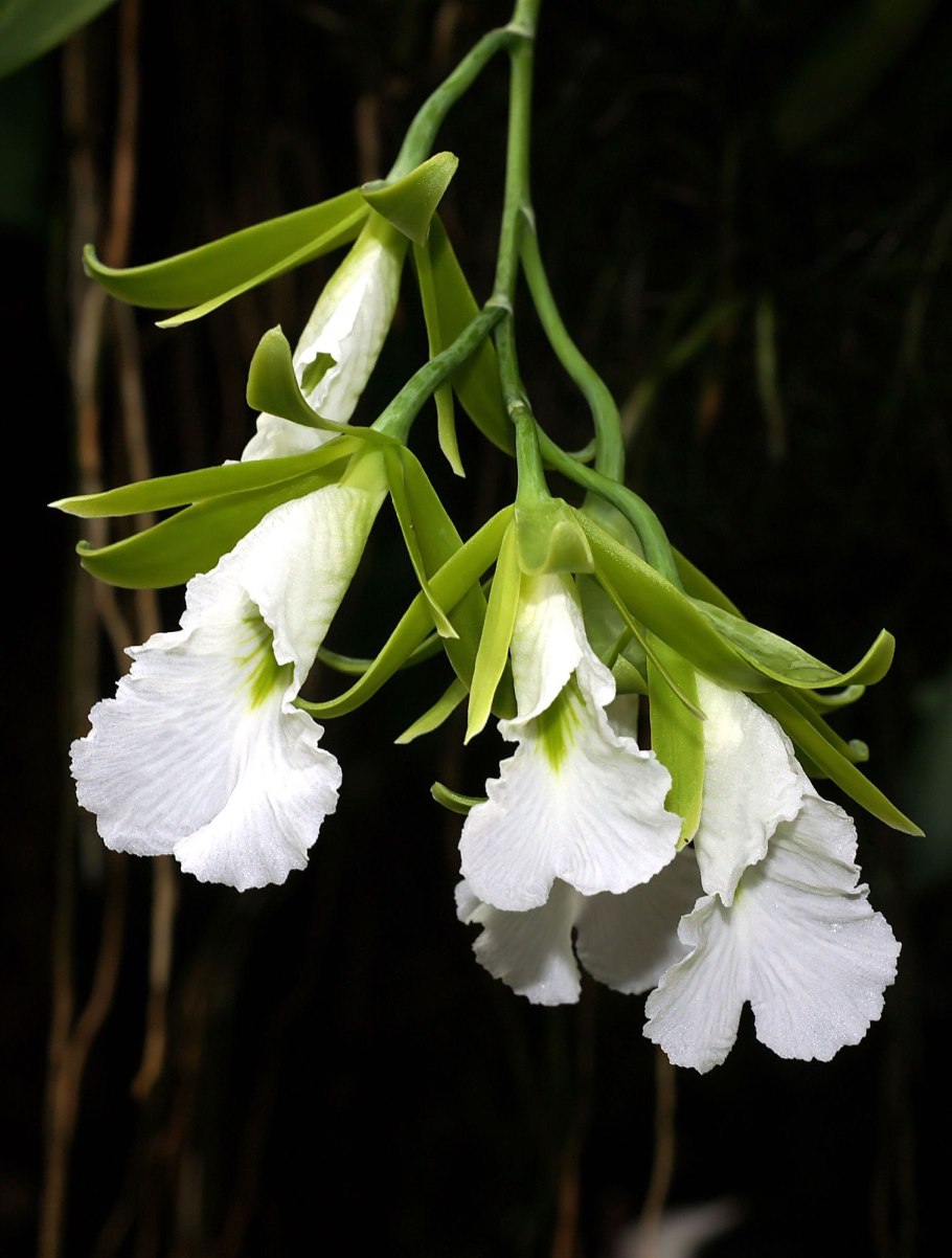 Encyclia hanburyi