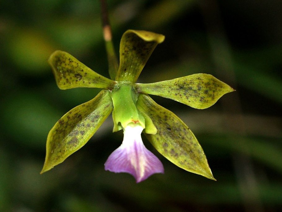 Энциклия Орхидея