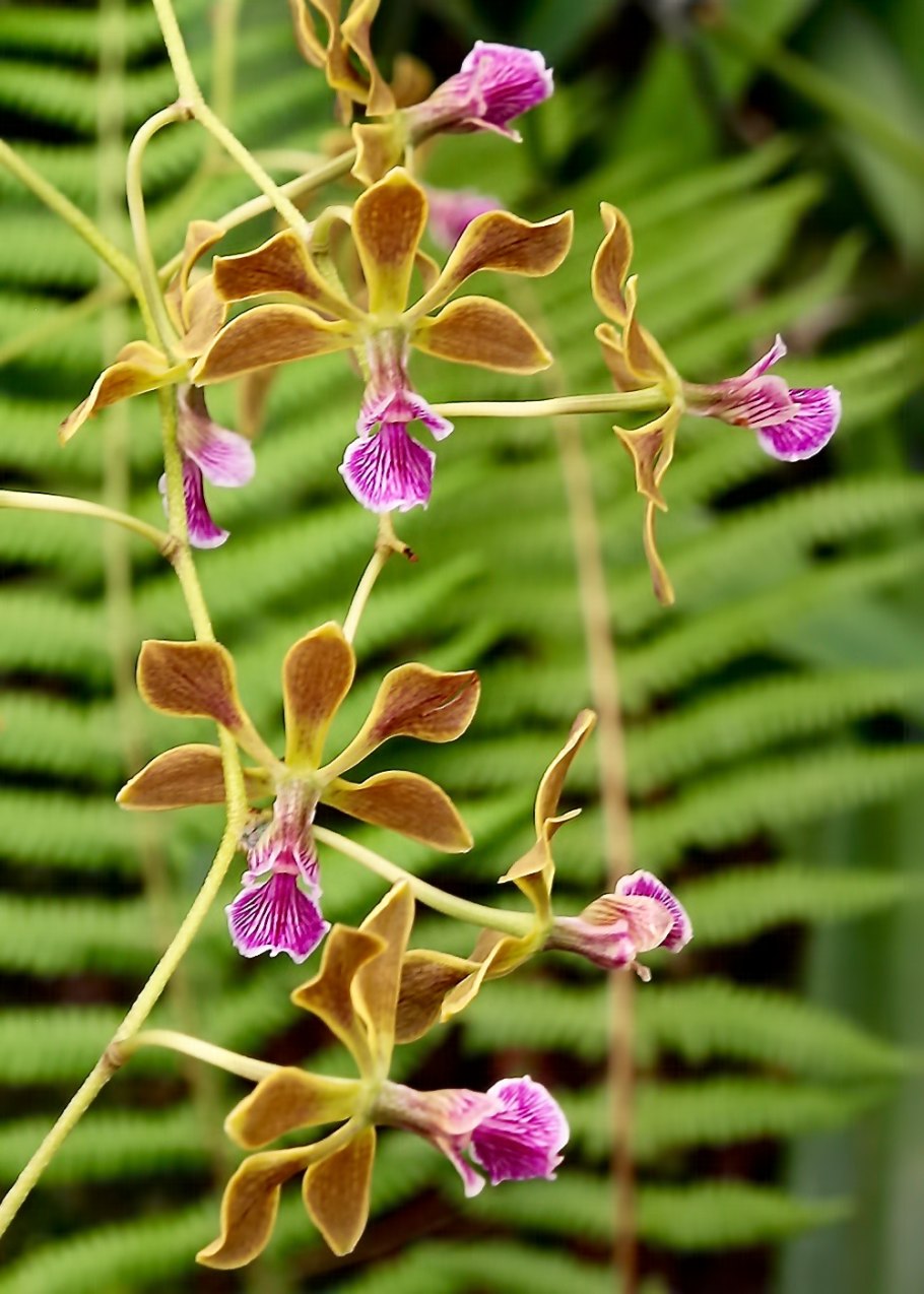 Tetramicra canaliculata