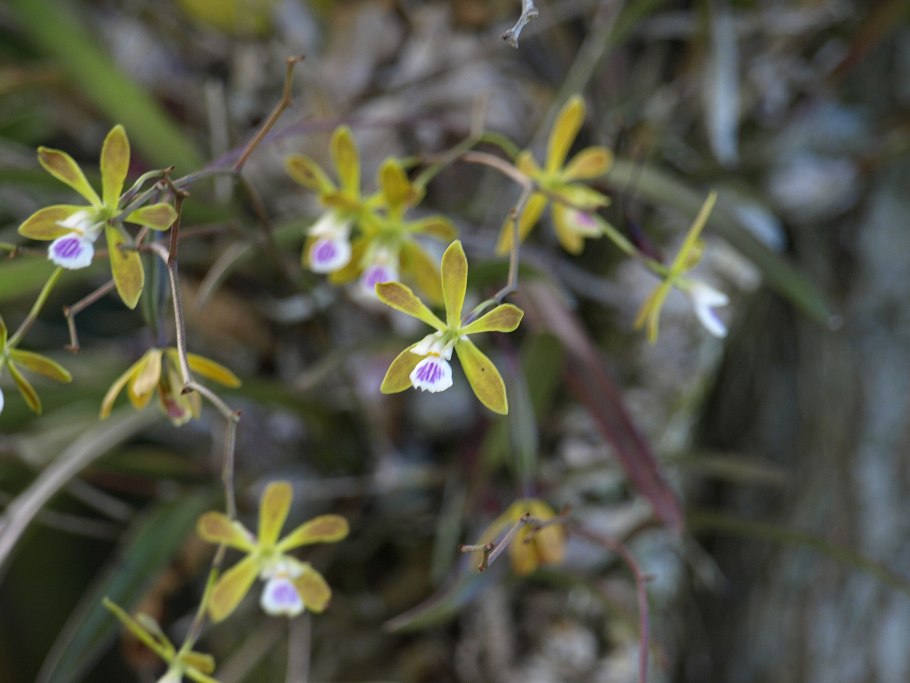 Encyclia cochleata