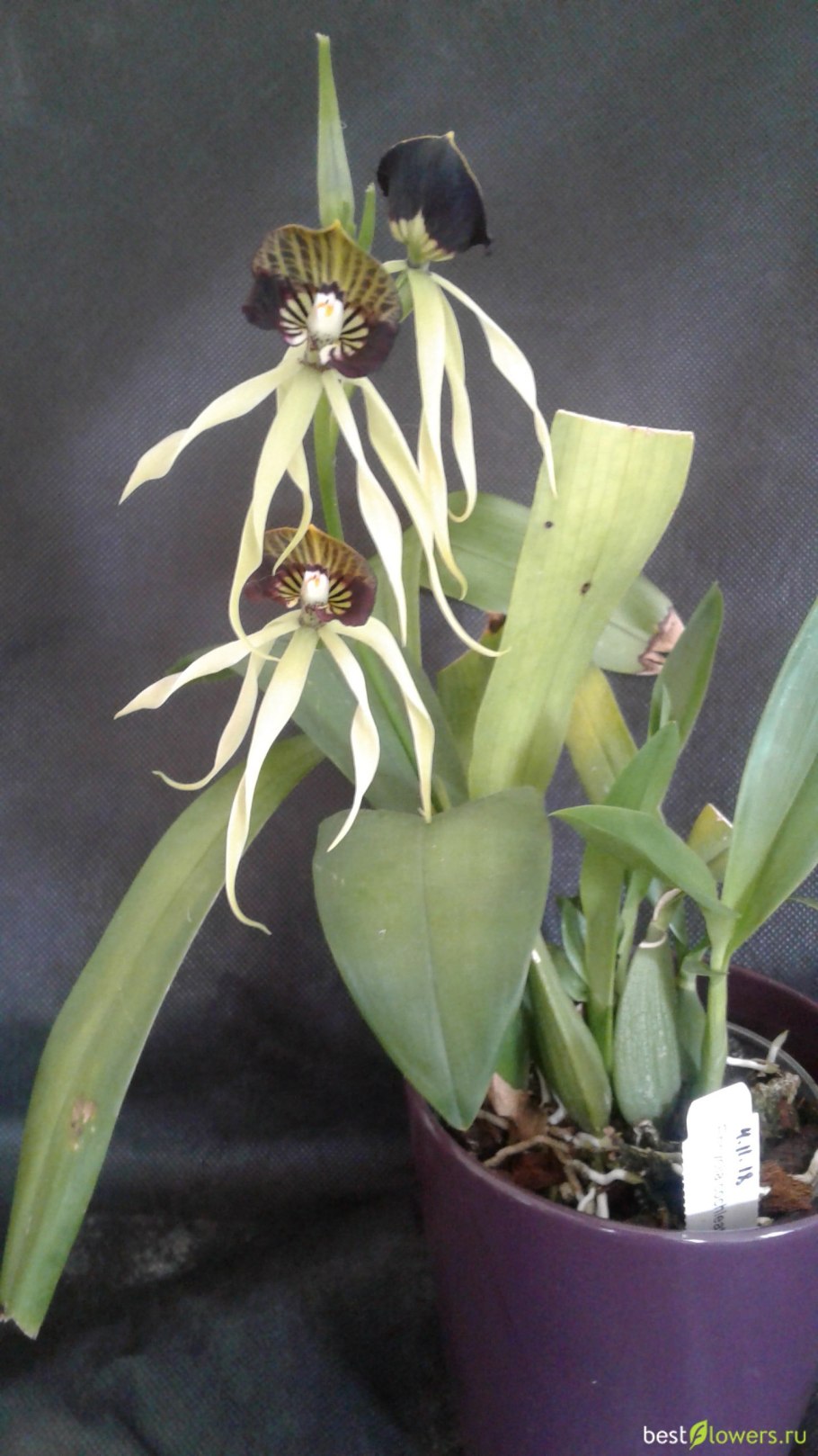 Black Comet энциклия