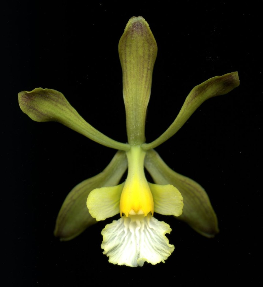 Encyclia Тютчев