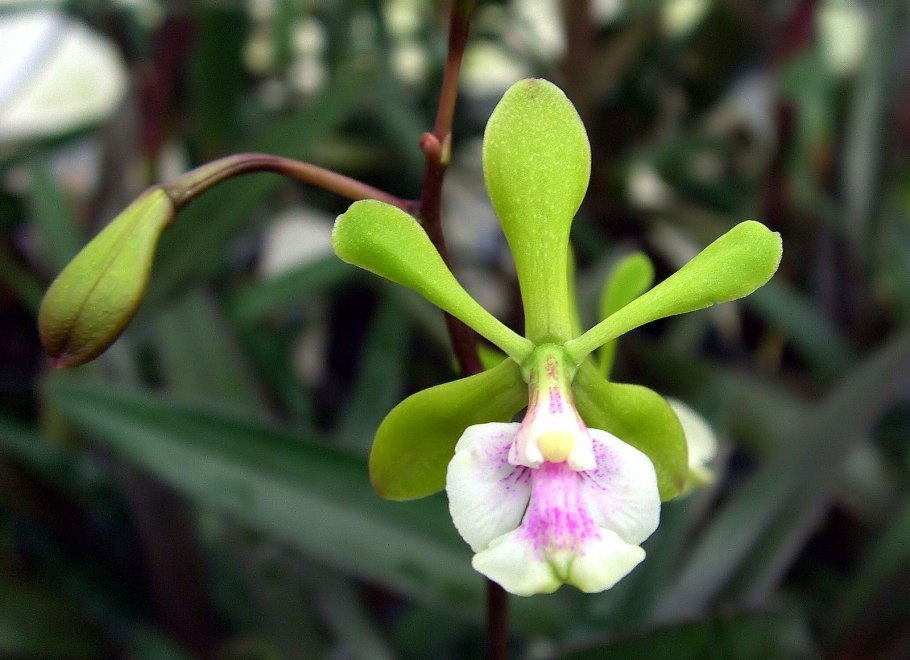 Encyclia fragrans