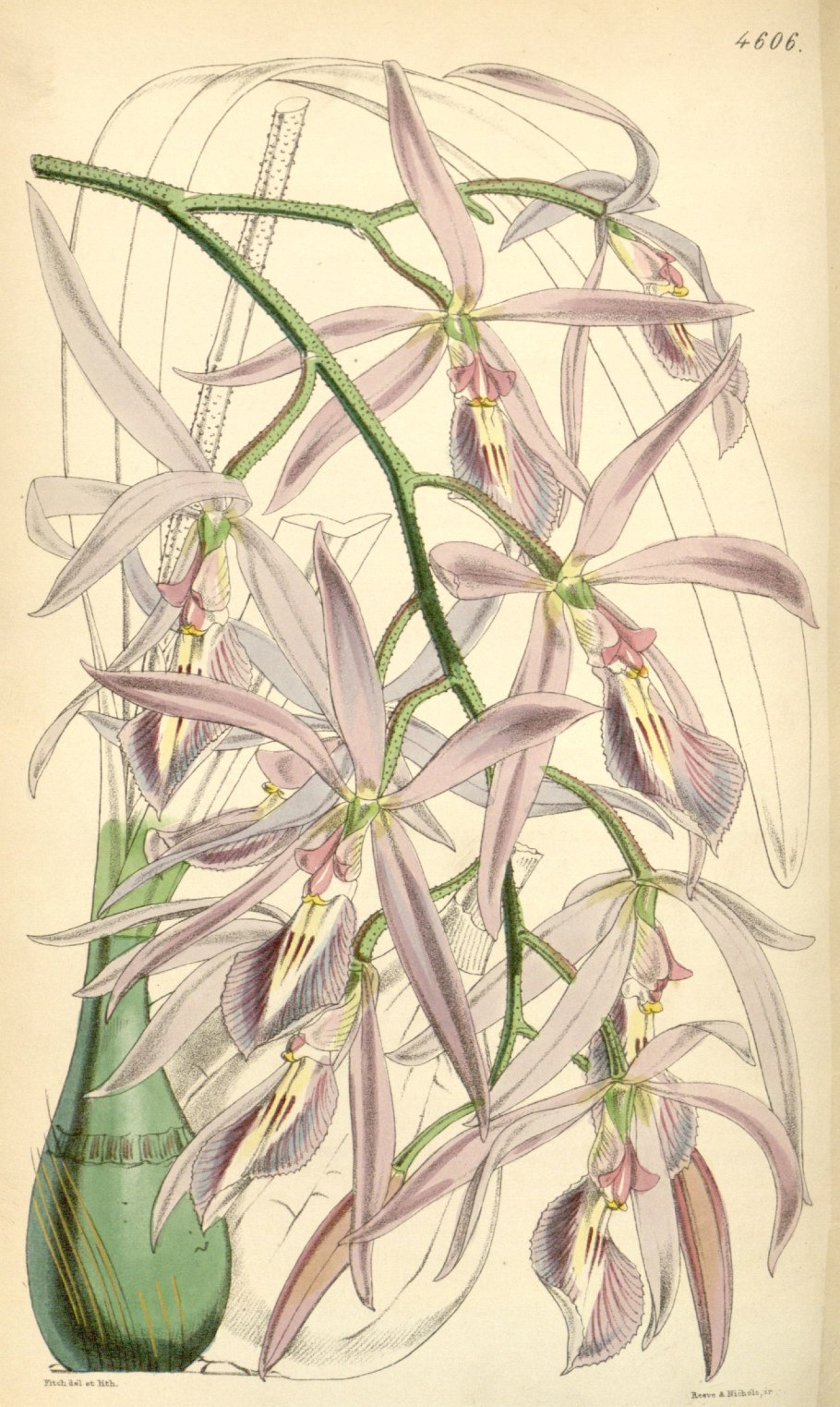 Encyclia adenocaula