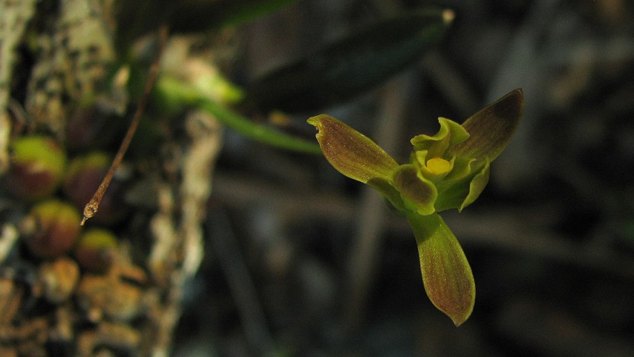 Паучковая Орхидея