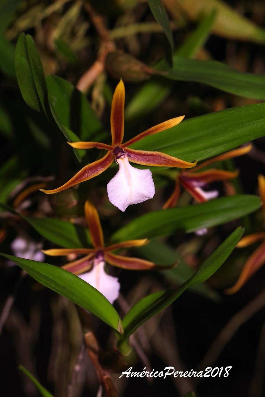 Encyclia phoenicea