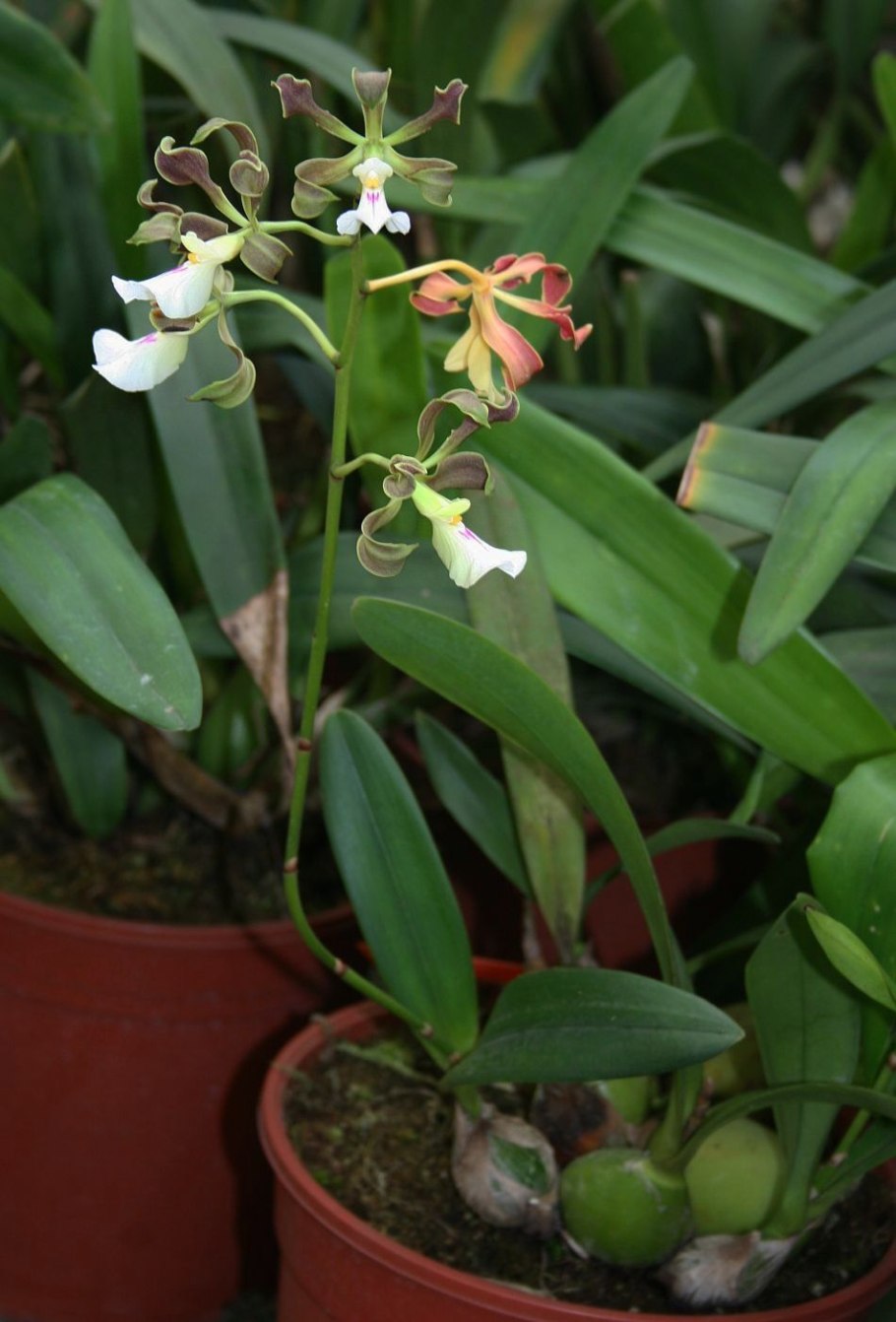 Encyclia cordigera