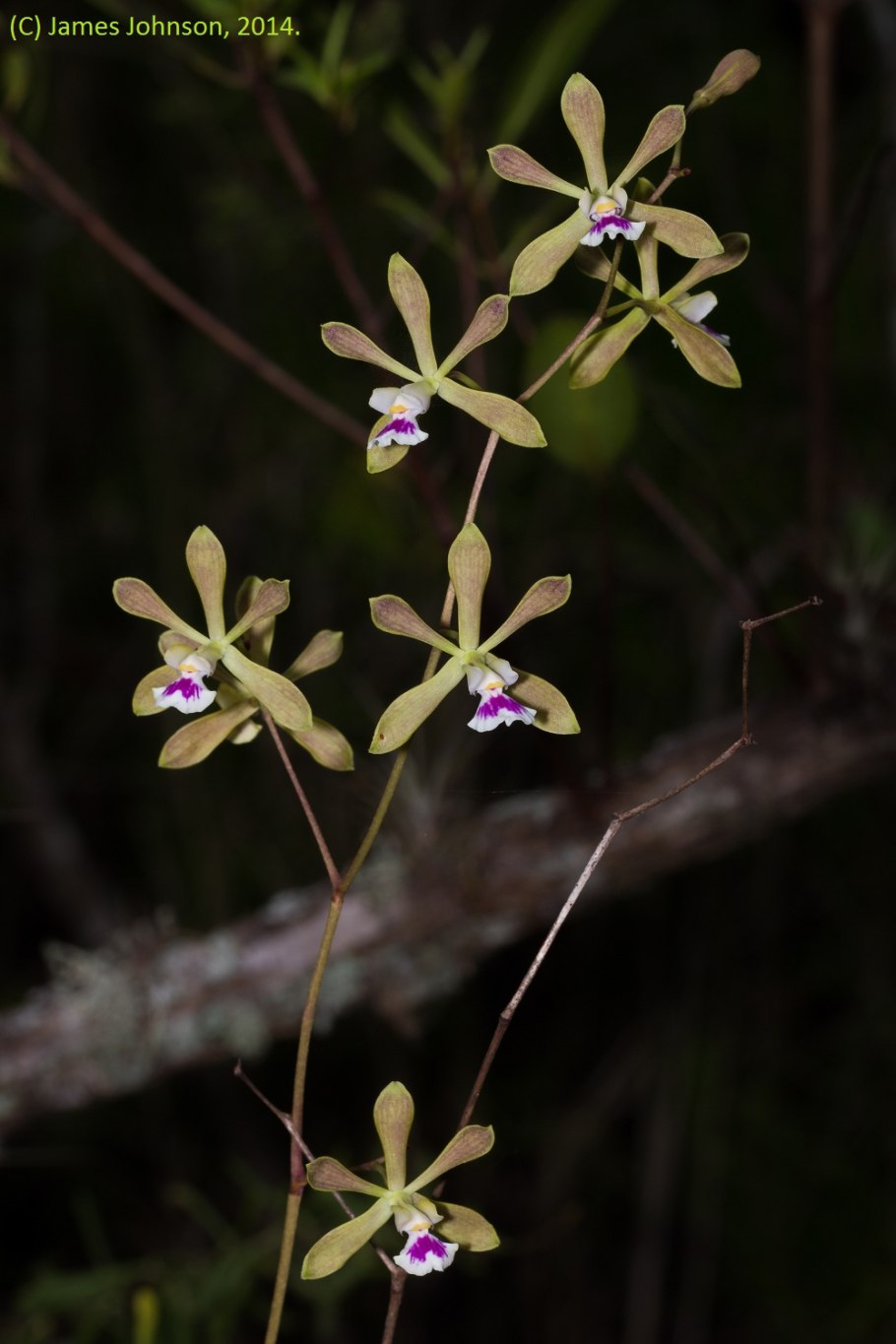 Encyclia cochleata