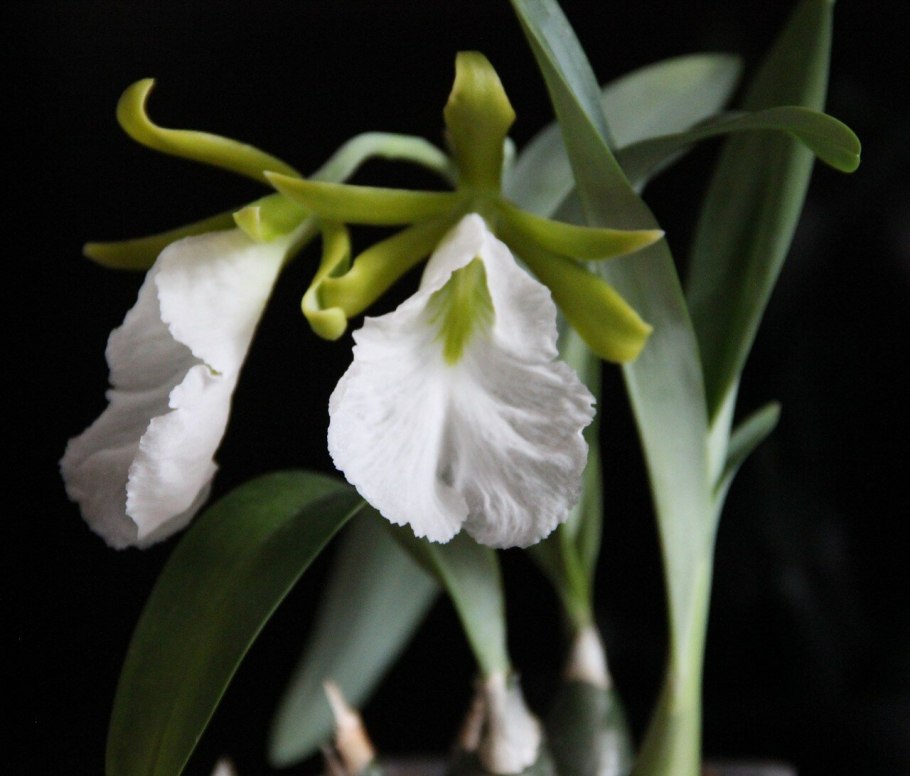 Энциклия Киогучи