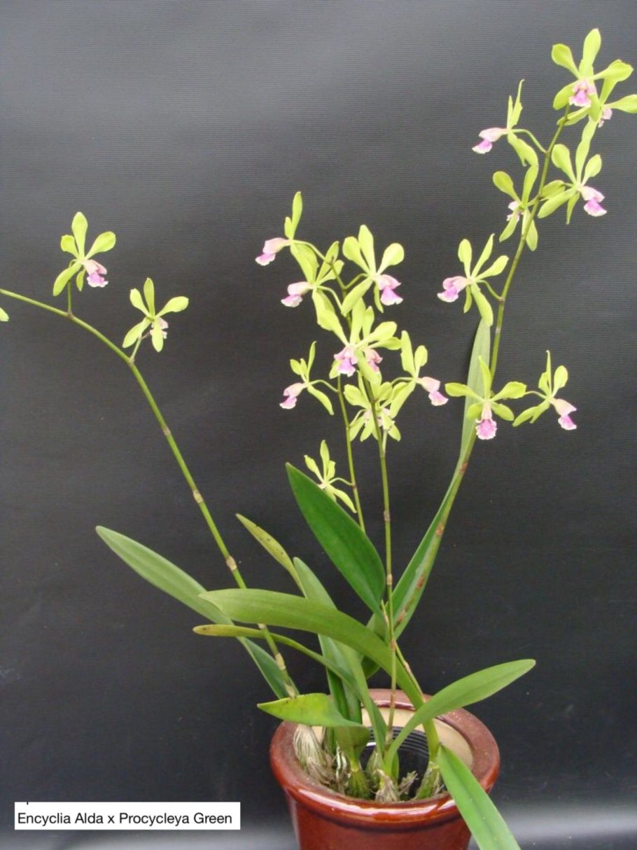 Encyclia livida