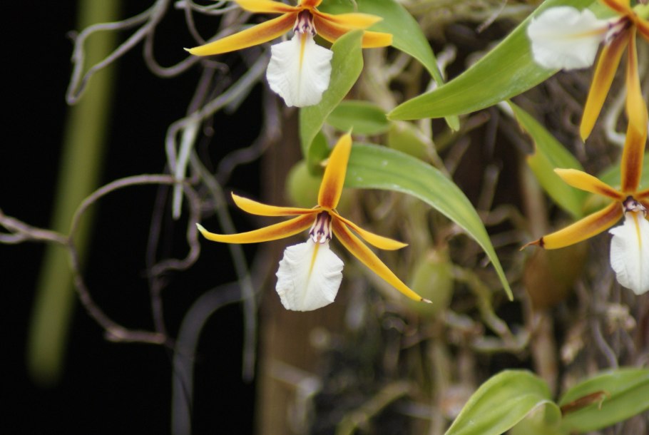 Encyclia tampense Alba