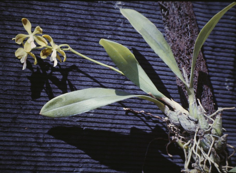 Prosthechea Mariae