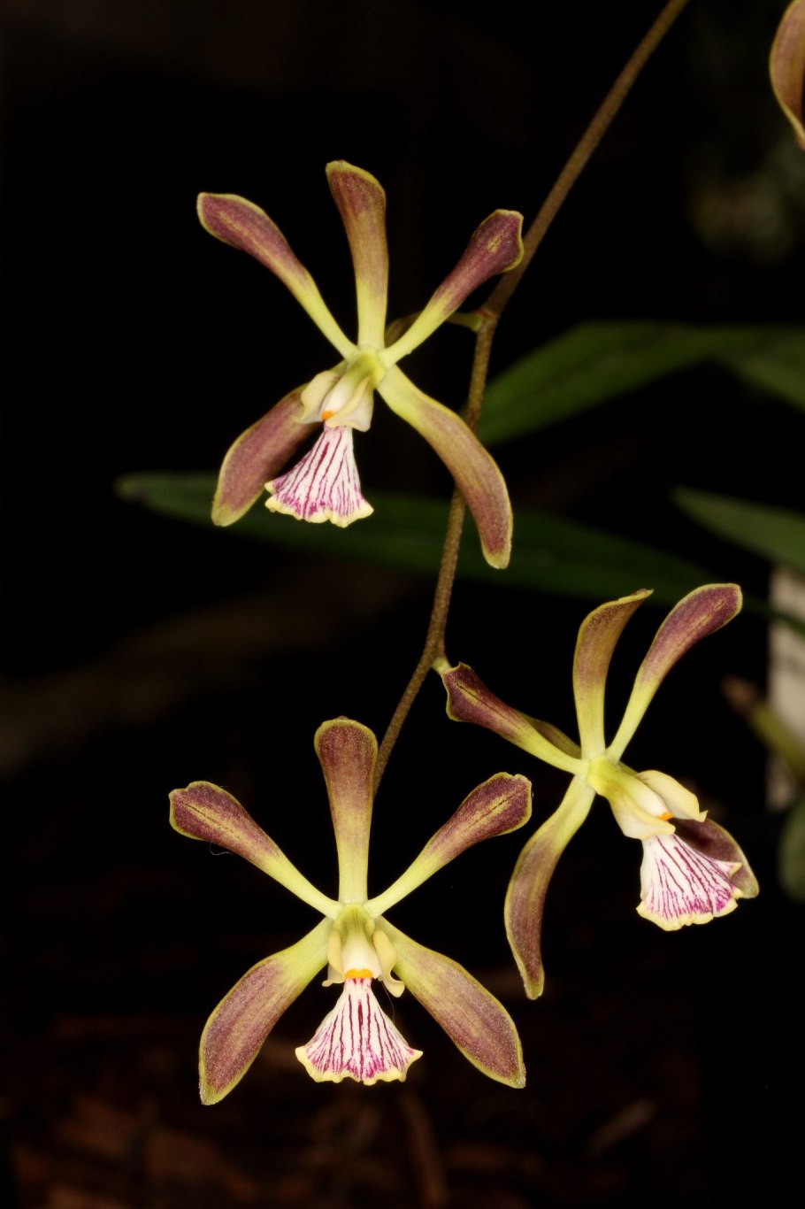 Энциклия boothiana