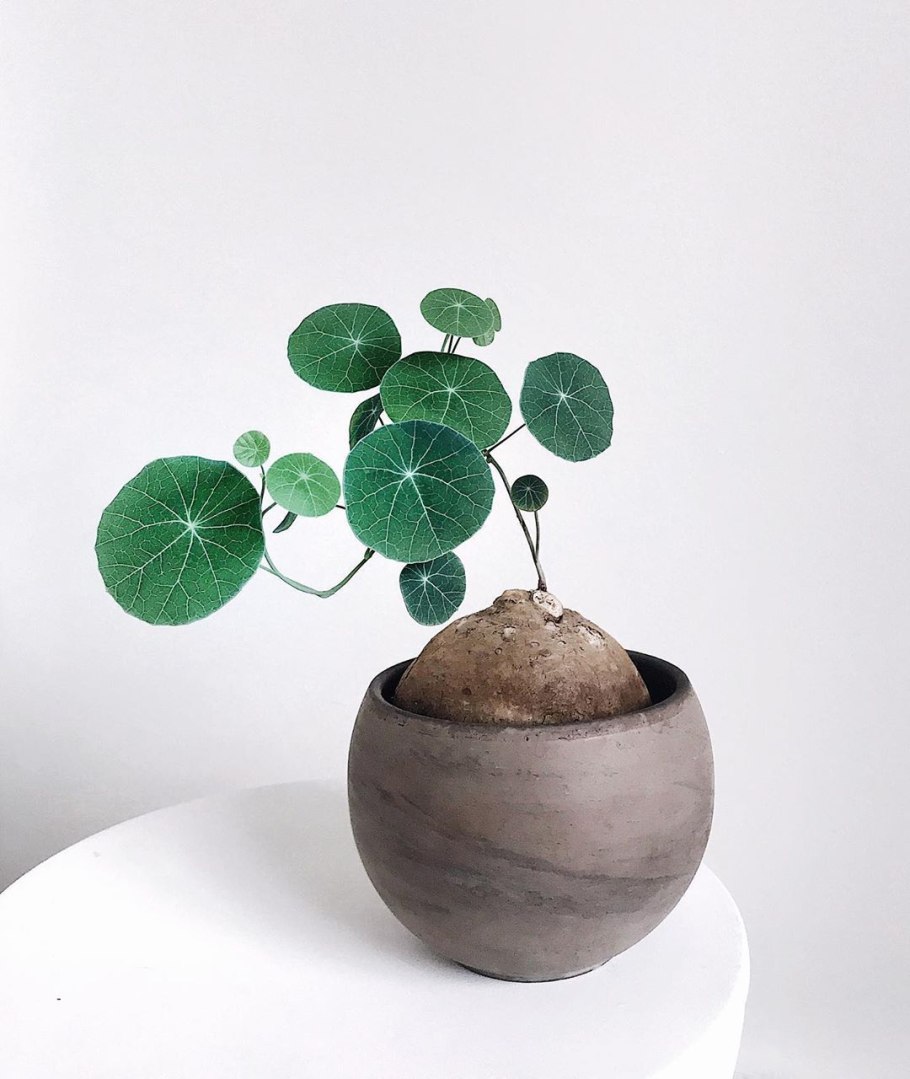 Cocculus orbiculatus