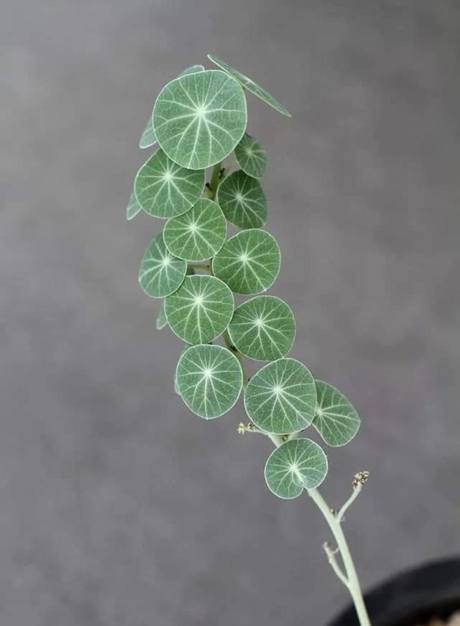 Pentadiplandra brazzeana