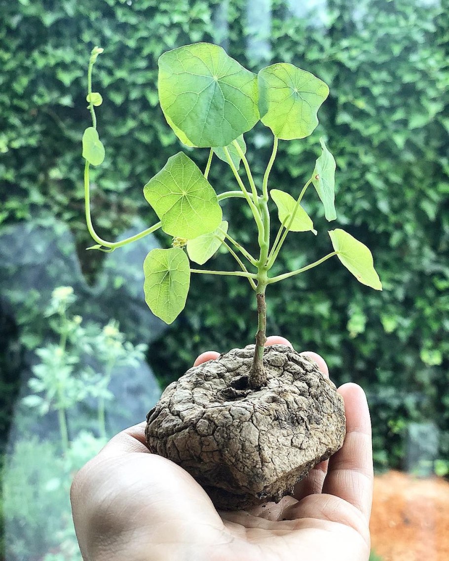 Stephania erecta