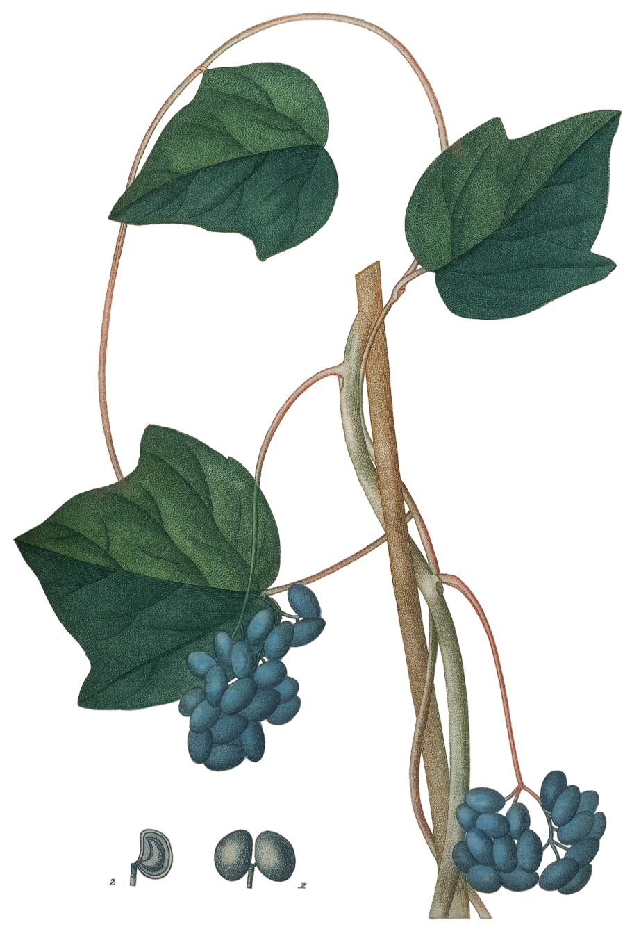 Луносемянник Даурский