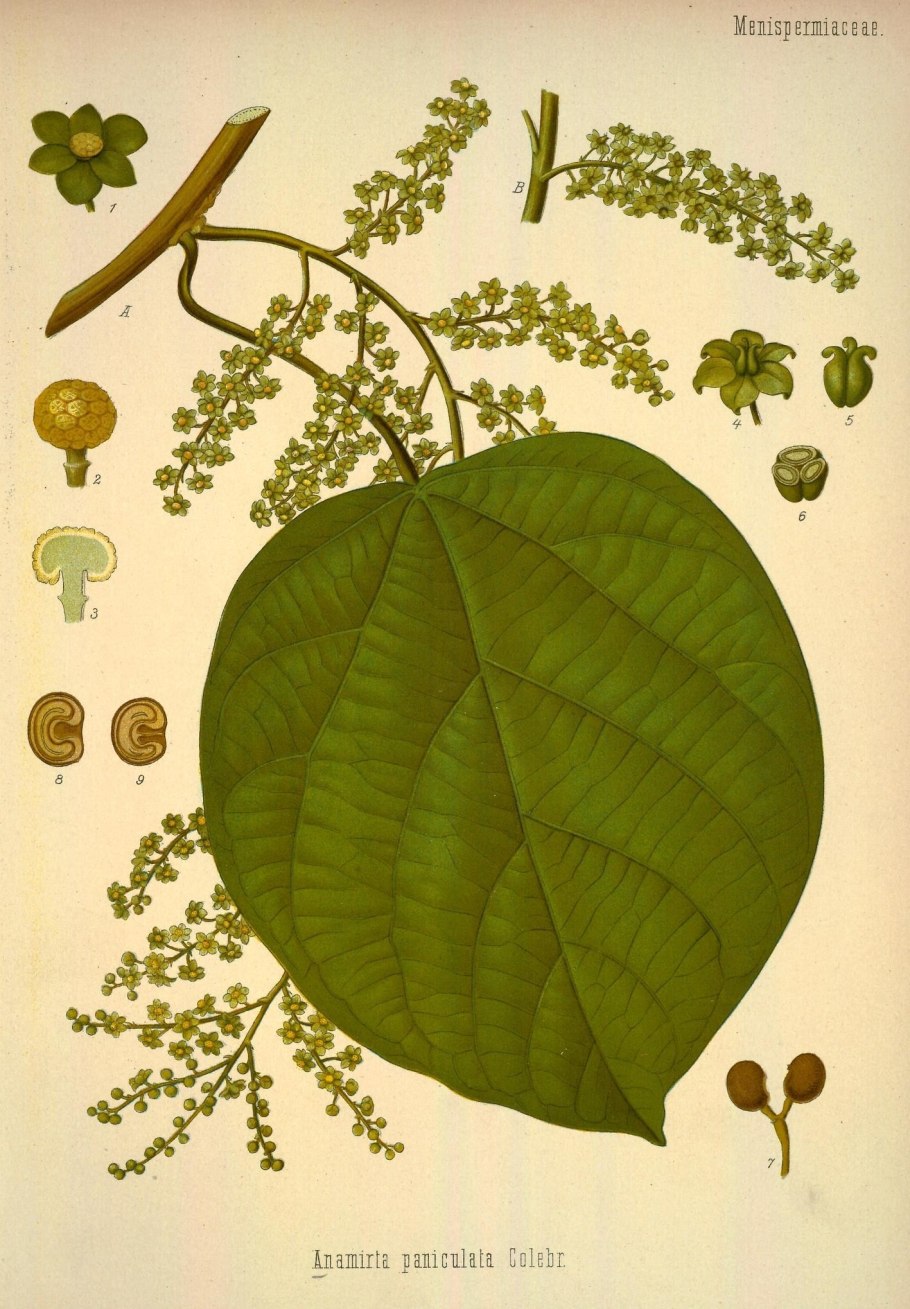 Thaumatococcus daniellii фото