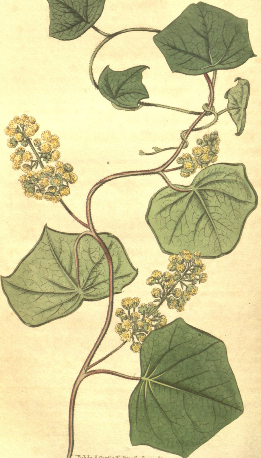 Tinospora cordifolia