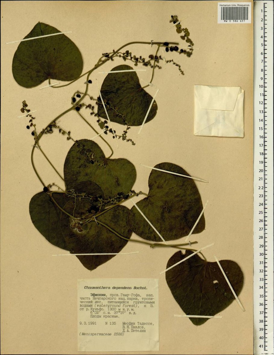 Stephania Bulbs