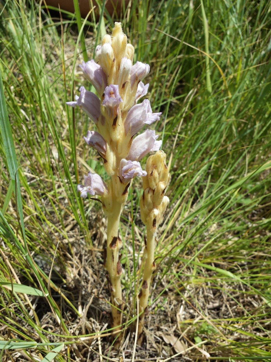 Заразиха (Orobanche