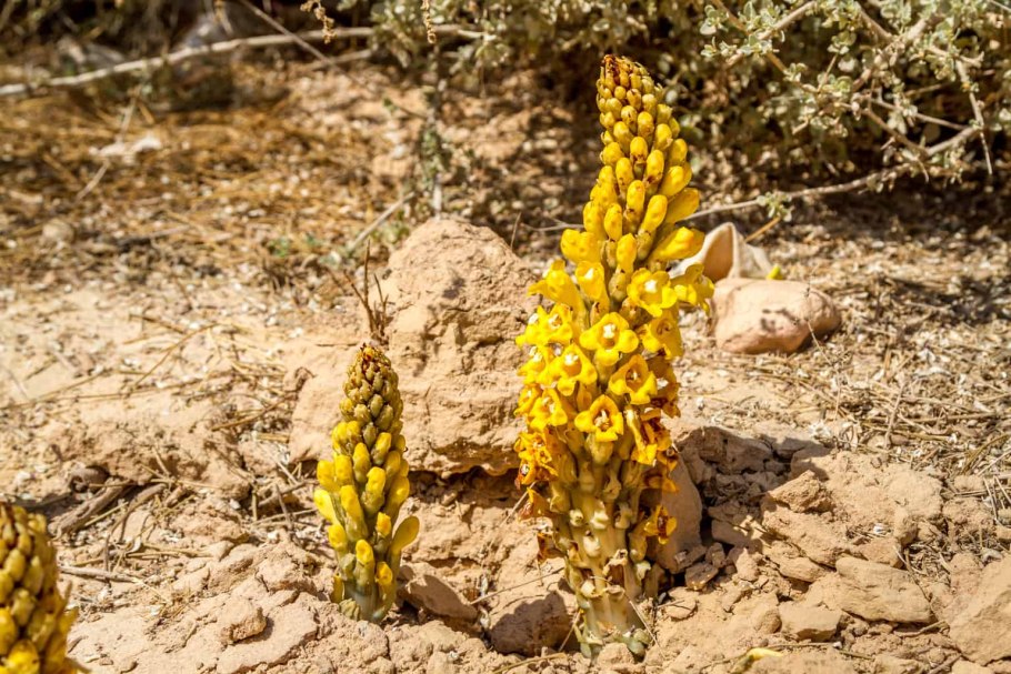 Orobanche Amoena