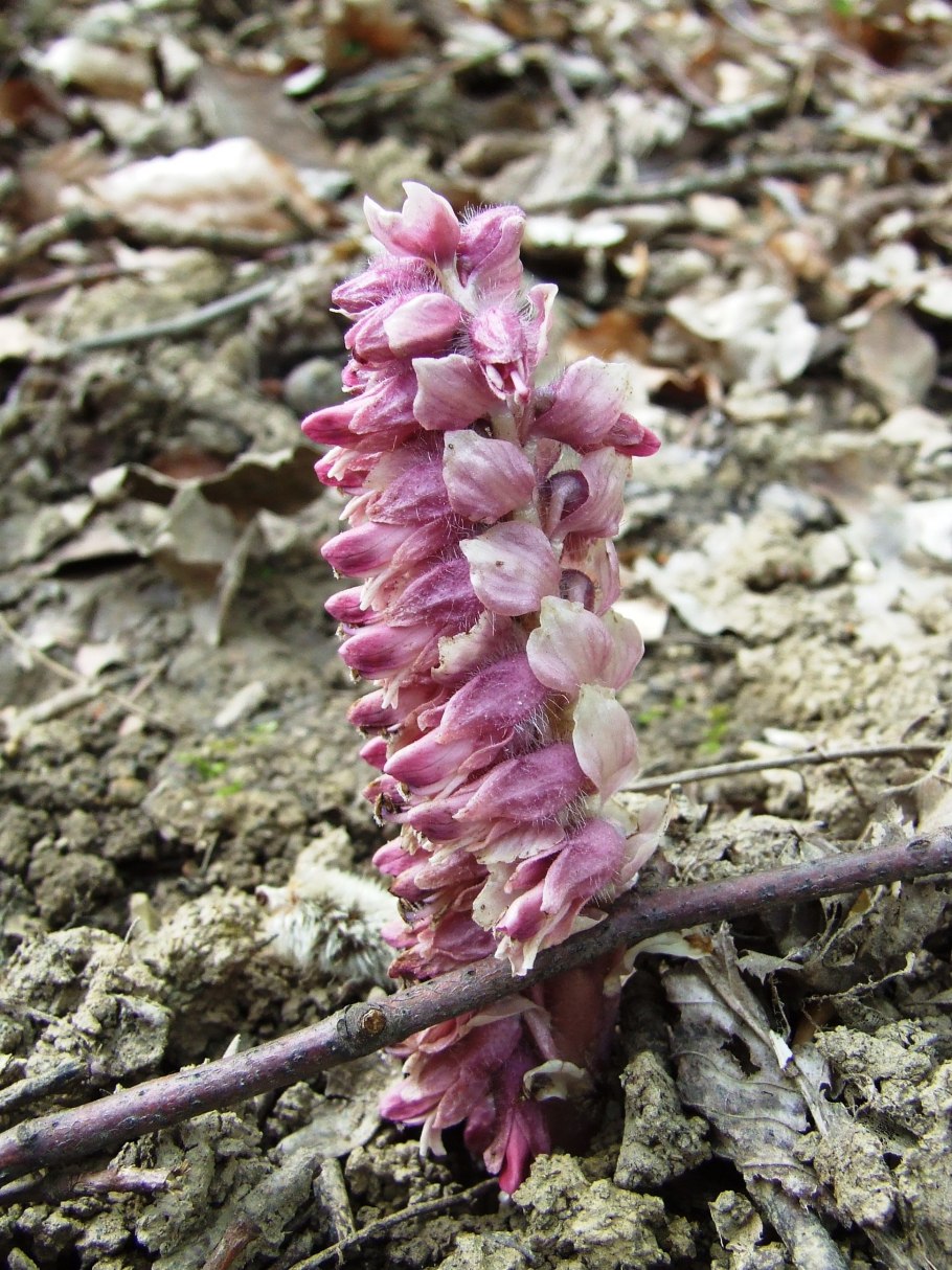 Заразиха (Orobanche