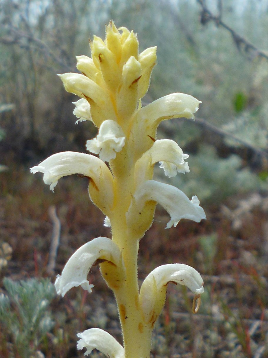Orobanche elatior