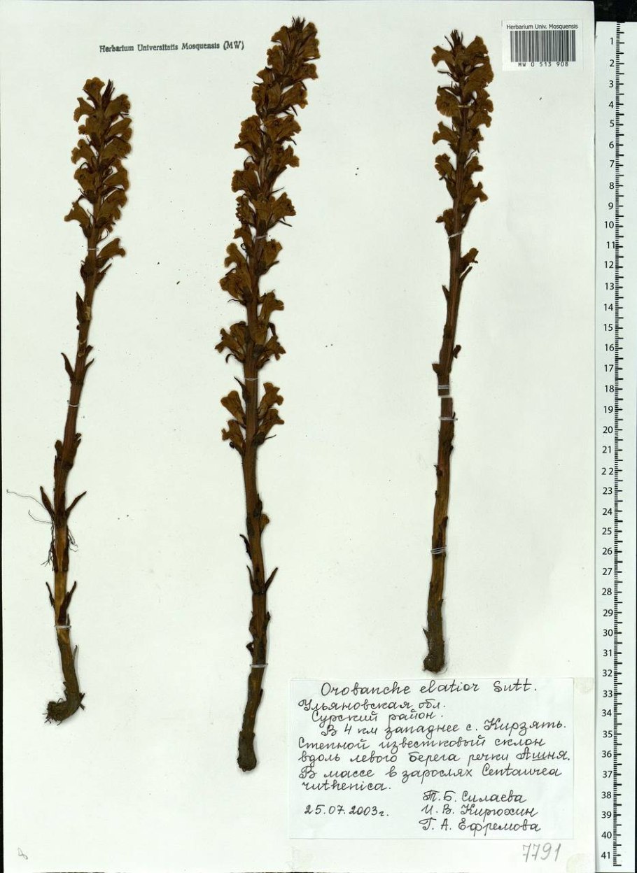 Заразиха (Orobanche