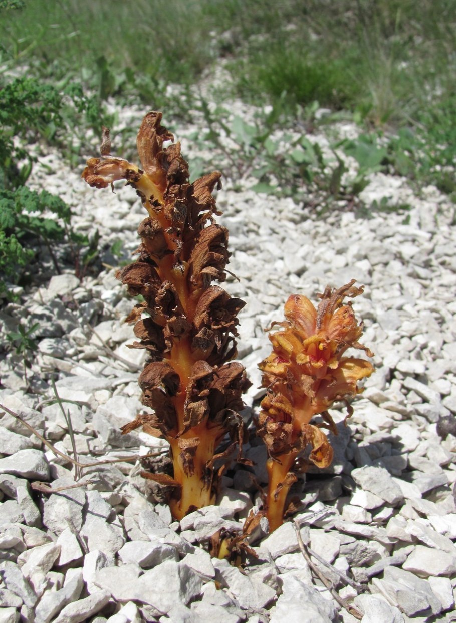 Заразиха (Orobanche