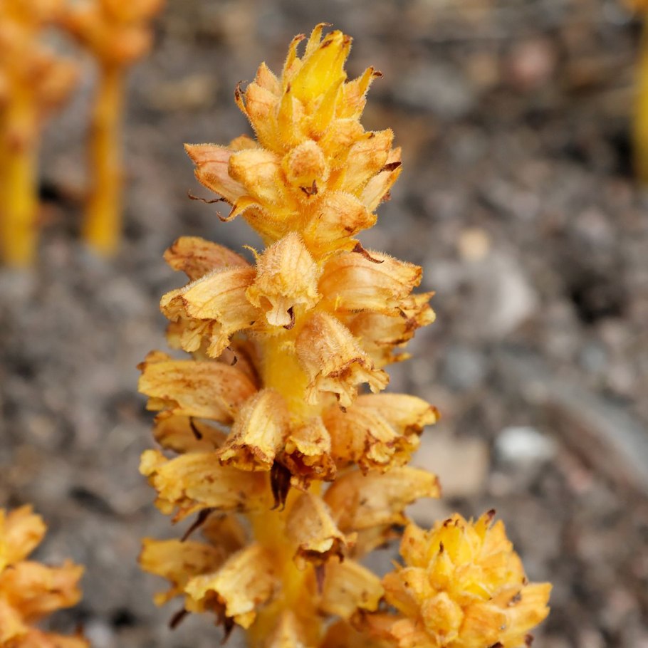 Orobanche coerulescens