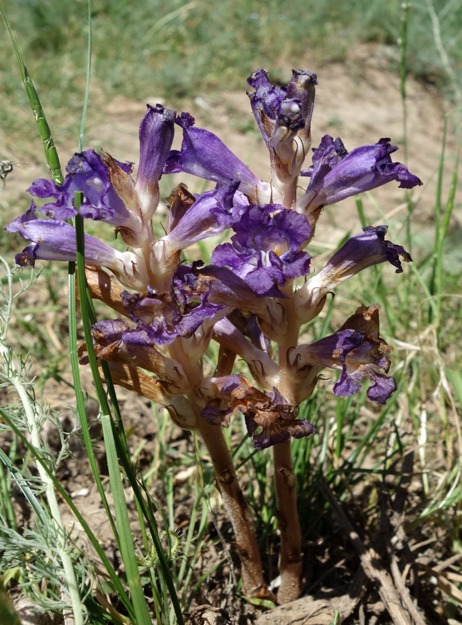 Заразиха (orobanche