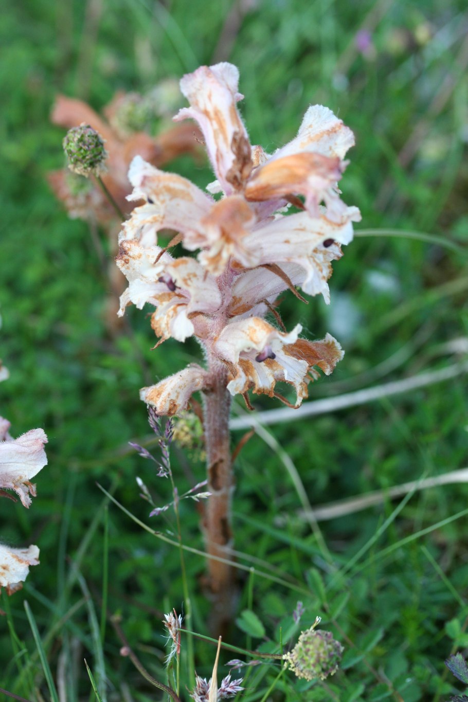 Orobanche Alba