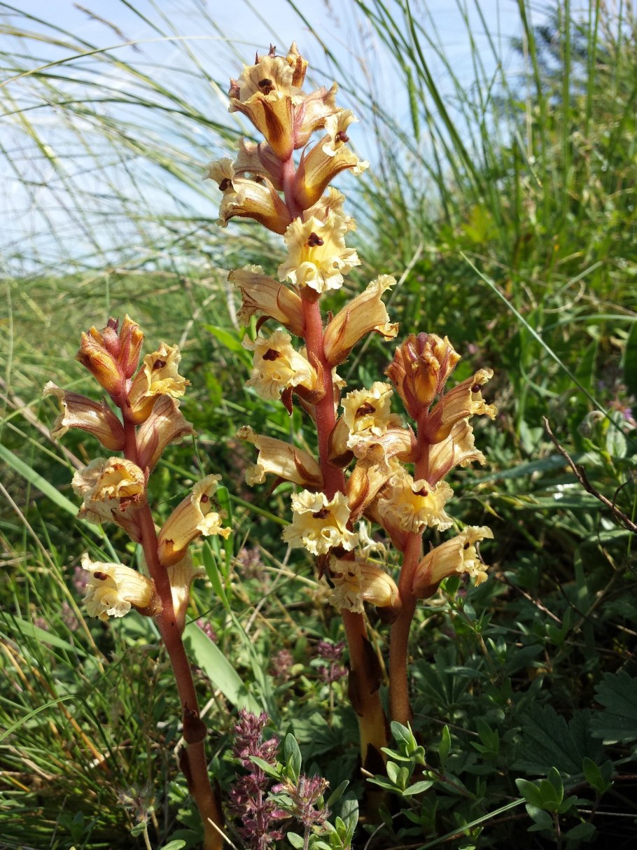 Заразиха (Orobanche