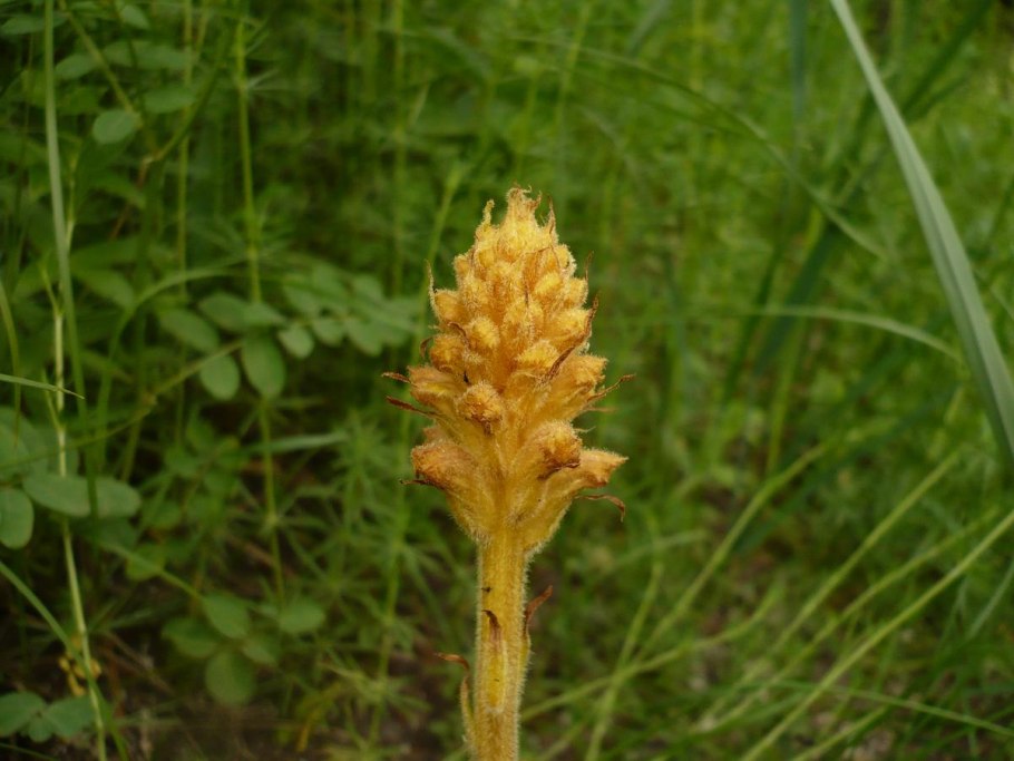 Заразиха подсолнечника обыкновенная