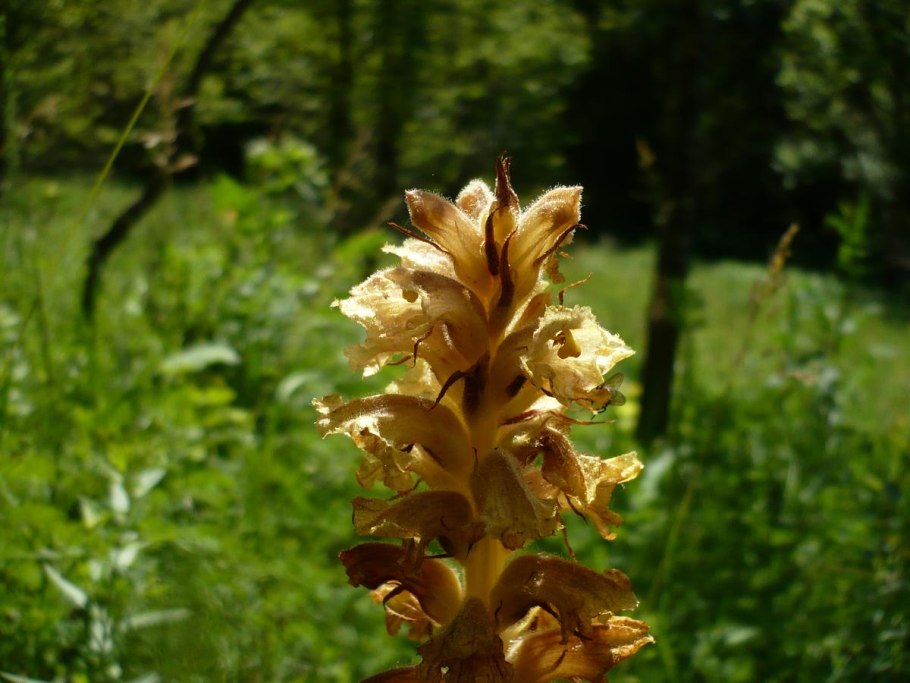 Заразиха бледноцветковая рисунок