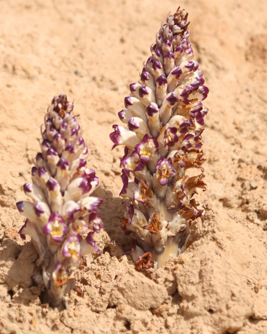 Orobanche crenata