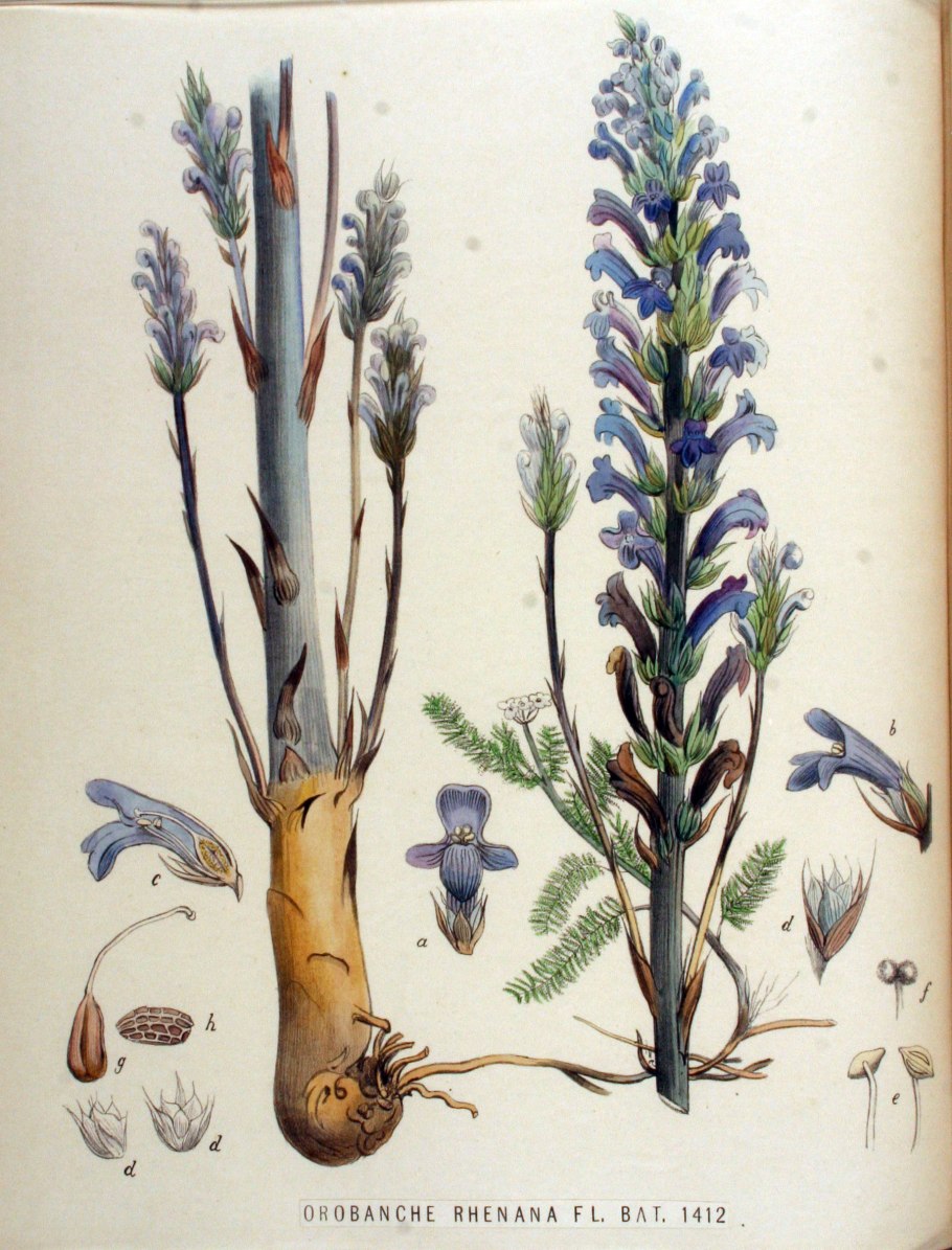 Заразиха гвоздичная