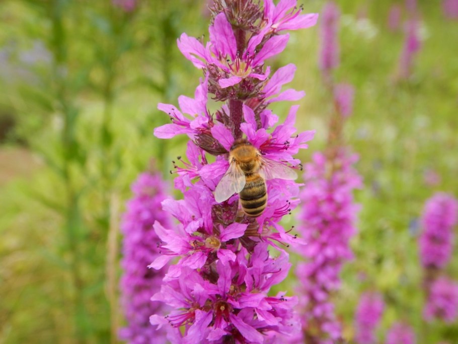 Дербенник иволистный (Lythrum salicaria)