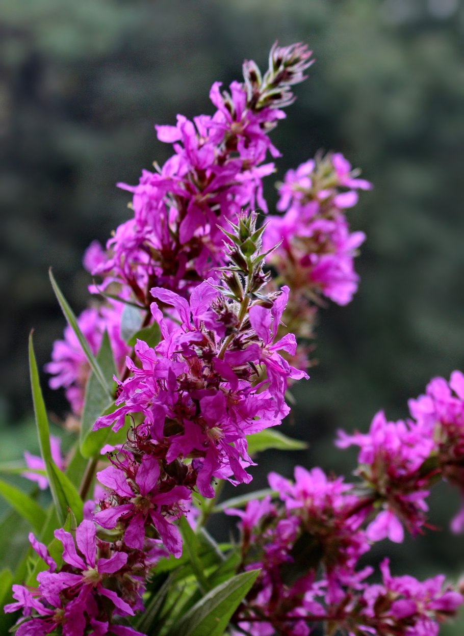 Дербенник иволистный (Lythrum salicaria &#96;Robert&#96;)