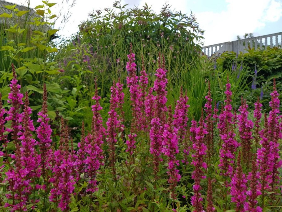 Дербенник иволистный Zigeunerblut